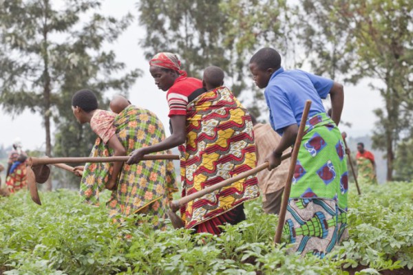 Image d’archive|Selon l’Organisation des Nations-Unies pour l’Alimentation et l’agriculture (FAO) la faim pourrait se conjuguer au passé en 2025 en Afrique